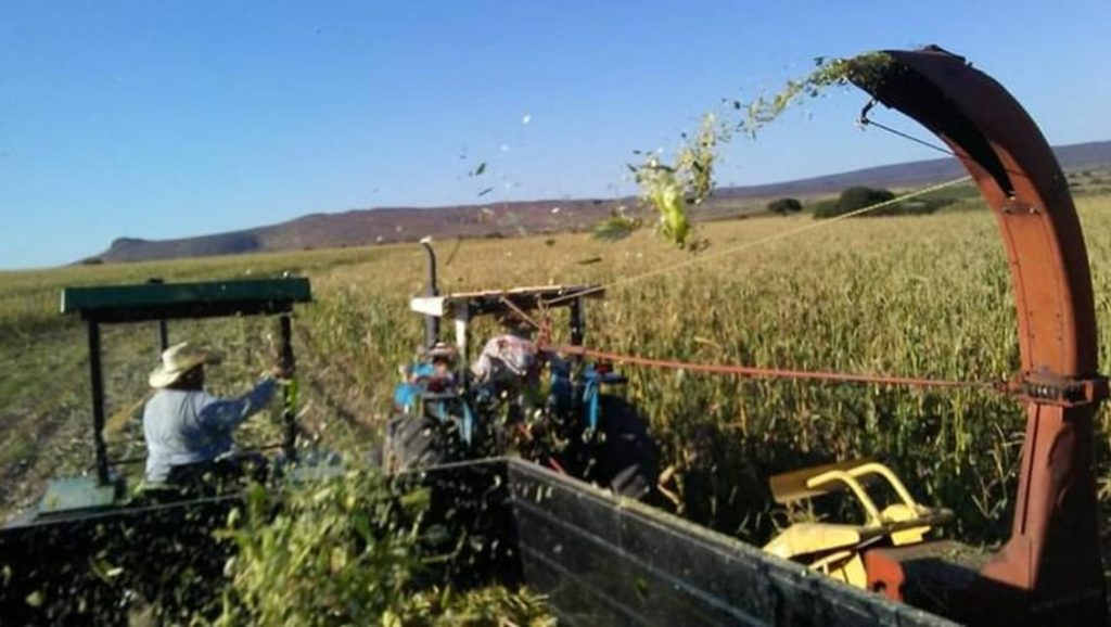 Agricultura en Santa Clara, Durango